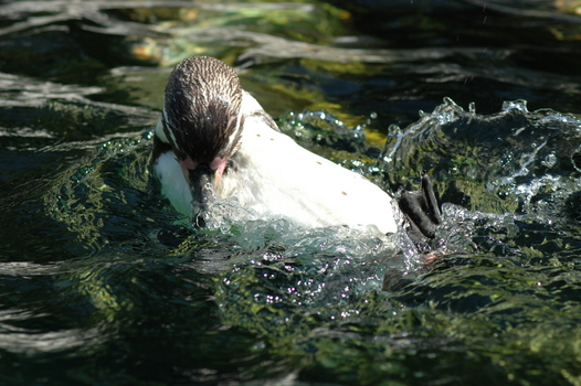 Pinguin