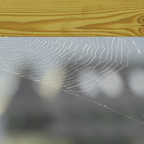 Spinnennetz