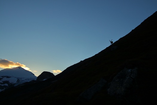 Der Steinbock...