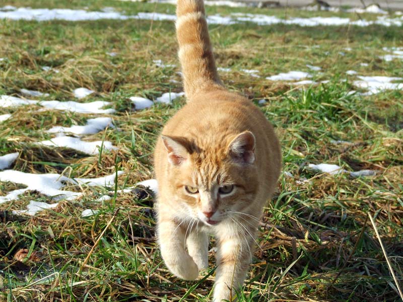 Meine Katze