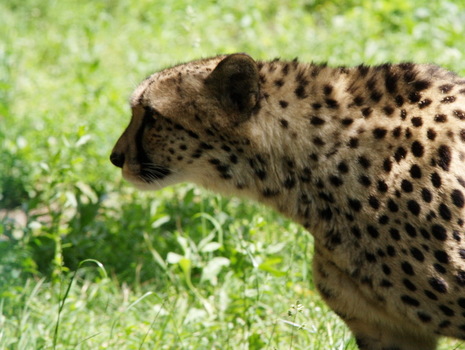 Gepard