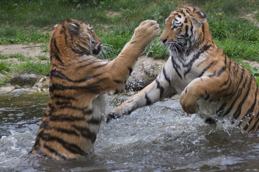 Catfight