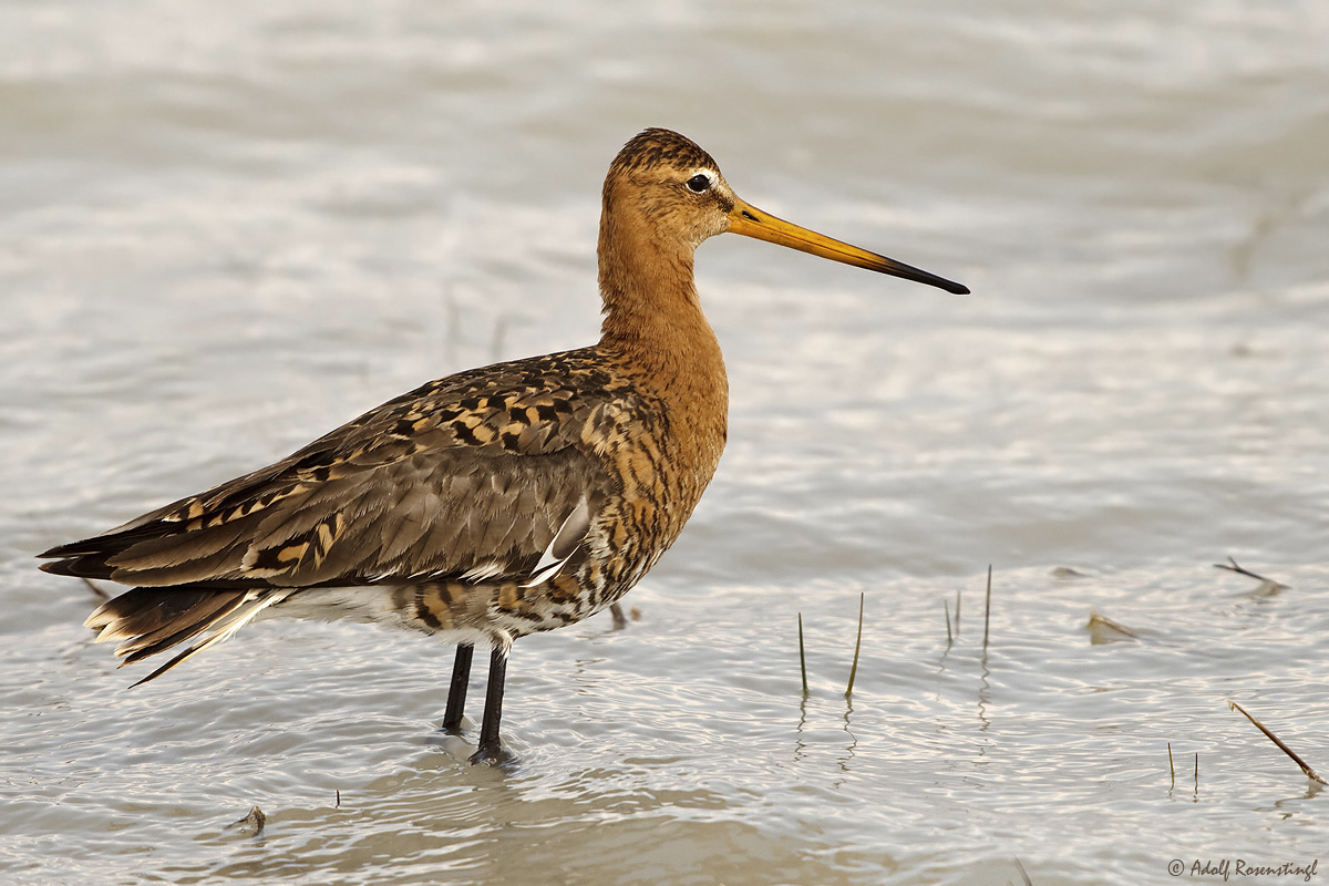 Uferschnepfe (Limosa limosa)