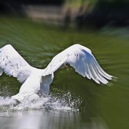 Schwan1