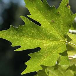 Blatt in der Sonne
