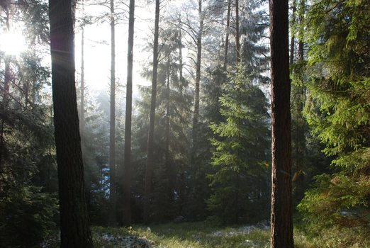 ...im Wald