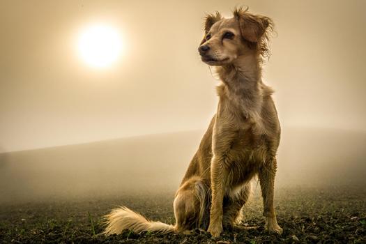 Phoebe im Morgennebel