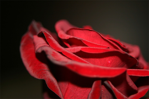 Langsam werden rosen zu meinen Lieblingsblumen!