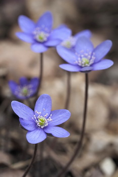 Leberblümchen