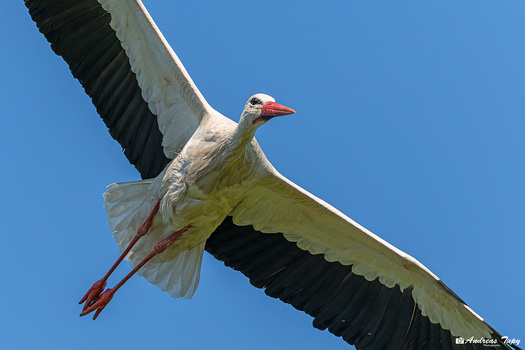 Storch im Rundflug