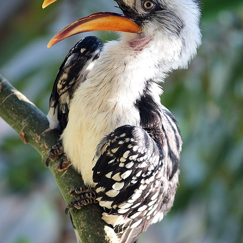 Nashorn-Vogel