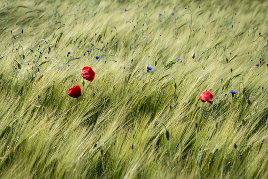 Sommer