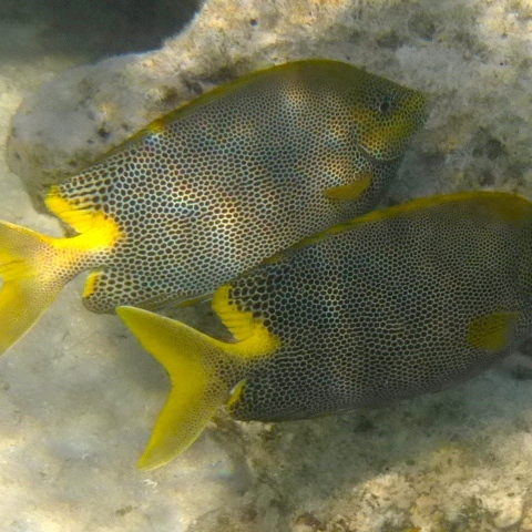 Fische im Rotem Meer