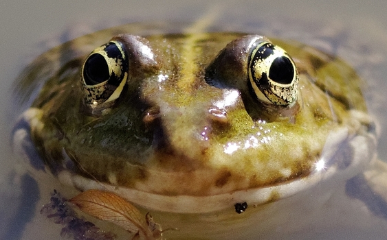 Froschblick
