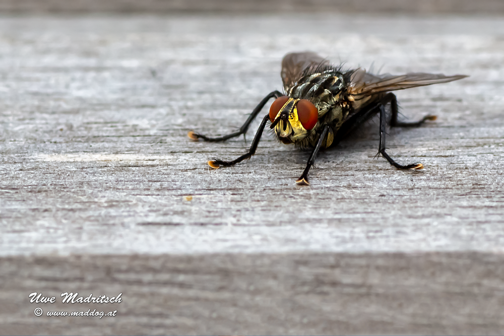 ....und noch eine Fliege :-)