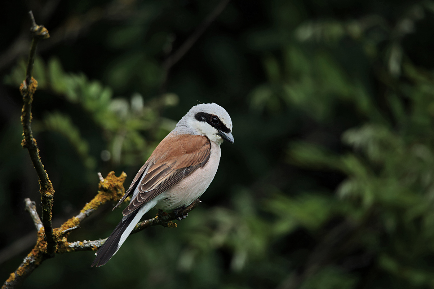 Neuntöter (Lanius collurio)