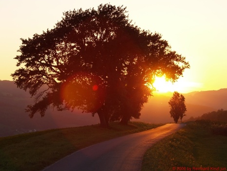 Baum im Gegenlicht