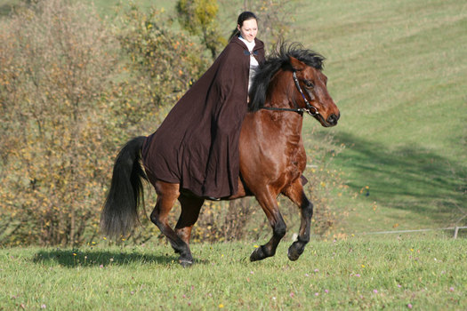 Harmonie zwischen Mensch und Pferd
