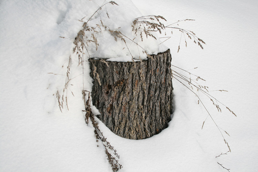 Winterwonderland 1