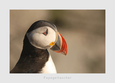 Papageitaucher