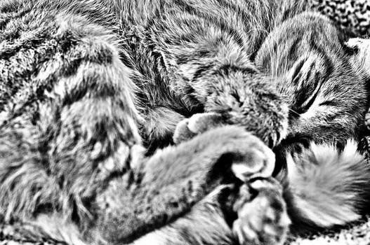 Kater