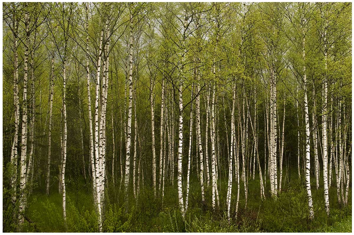 Birken - Wald