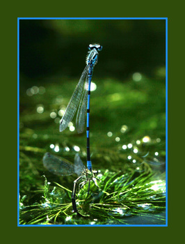 Libellenflug