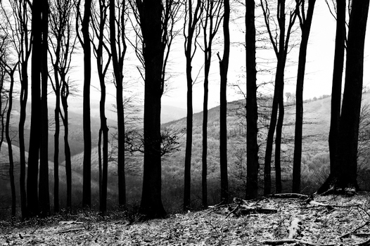 Dark woods