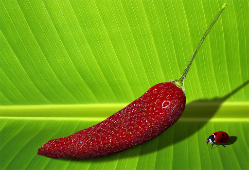 Chilibeere