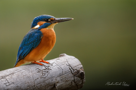 early bird