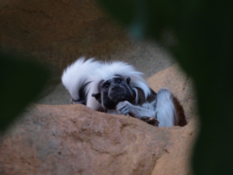 Äffchen