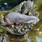 Fischotter