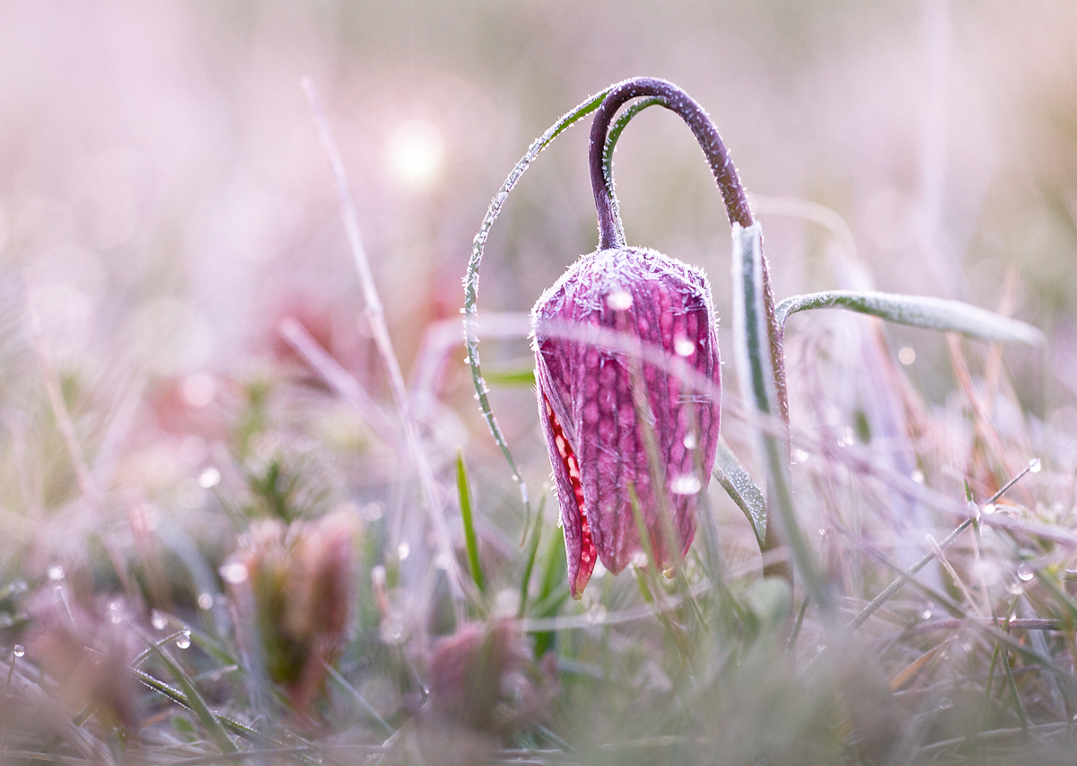 Schachblume