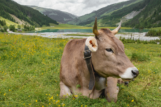 Butterhirsch