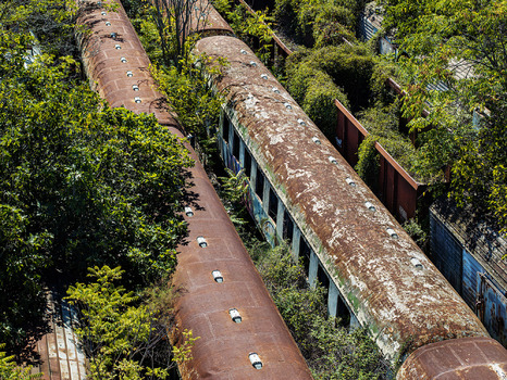 Waggons im Urwald