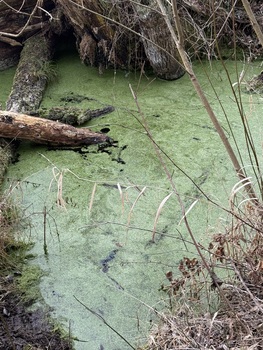 Wasser