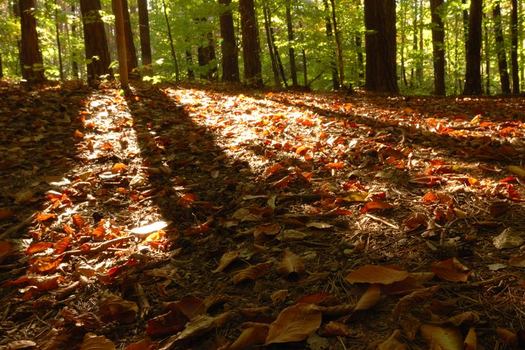 Herbst