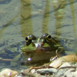 Froschkönig