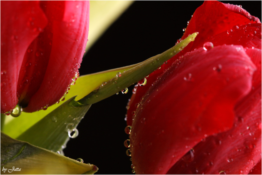 Tulpe