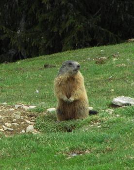murmel murmel