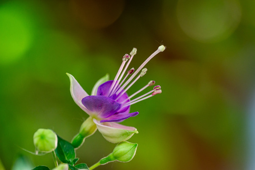 Fuchsia
