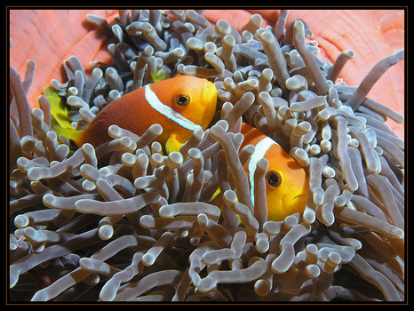 Malediven Anemonenfisch