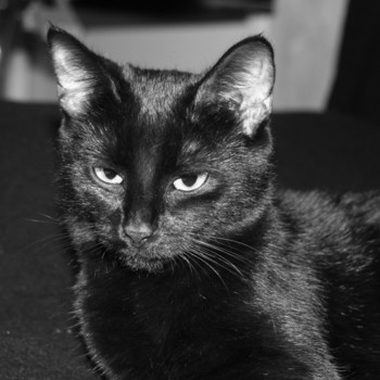 Black Panther