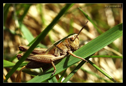 Heuschrecken Makro