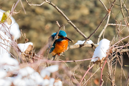 Eisvogel