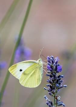 Lavendel