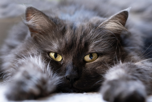 Hundstage für die Katz'