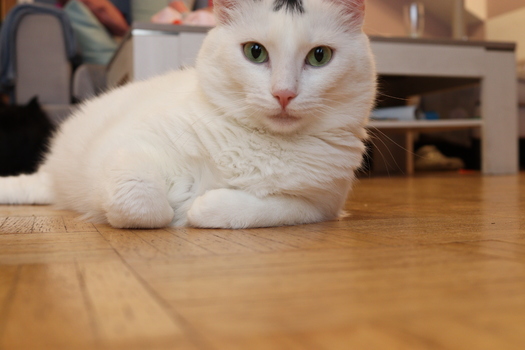 Luna