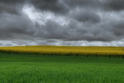 Rapsfeld HDR