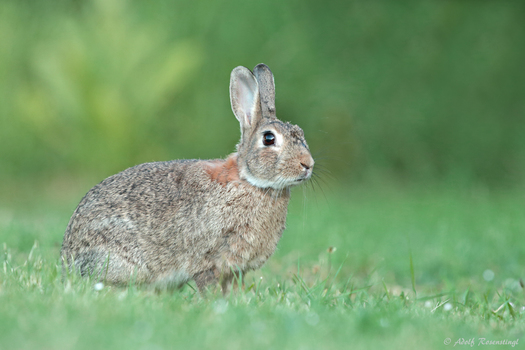Wildkaninchen (Oryctolagus cuniculus)